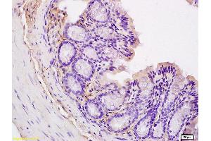 Formalin-fixed and paraffin embedded mouse intestine labeled with Anti CD44v5 Polyclonal Antibody, unconjugated (ABIN680623) at 1:200 followed by incubation with conjugated secondary antibody and DAB staining (CD44RC (AA 61-139) 抗体)
