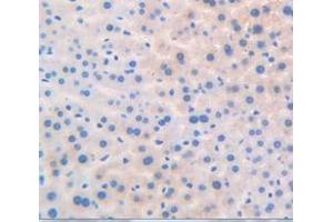 IHC-P analysis of Mouse Tissue, with DAB staining. (PPARD 抗体  (AA 260-426))