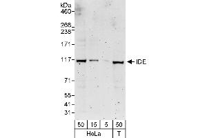 Western Blotting (WB) image for anti-Insulin-Degrading Enzyme (IDE) (AA 275-326) antibody (ABIN7453106)