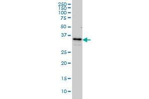 ZWINT monoclonal antibody (M01), clone 6D3 Western Blot analysis of ZWINT expression in Hela S3 NE . (ZWINT 抗体  (AA 1-277))
