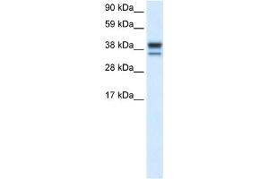 WB Suggested Anti-MAPK14 Antibody Titration:  0. (MAPK14 抗体  (C-Term))