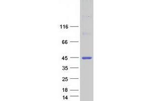 Western Blotting (WB) image for B-Box and SPRY Domain Containing (BSPRY) protein (Myc-DYKDDDDK Tag) (ABIN2715342)