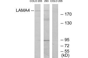 Western blot analysis of extracts from COLO cells and 293 cells, using LAMA4 antibody. (LAMa4 抗体  (Internal Region))
