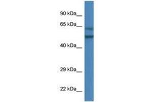 Image no. 1 for anti-Olfactomedin 3 (OLFM3) (AA 390-439) antibody (ABIN6746352) (Olfactomedin 3 抗体  (AA 390-439))