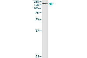 Immunoprecipitation of XPO5 transfected lysate using anti-XPO5 monoclonal antibody and Protein A Magnetic Bead , and immunoblotted with XPO5 MaxPab rabbit polyclonal antibody. (XPO5 抗体  (AA 1-280))