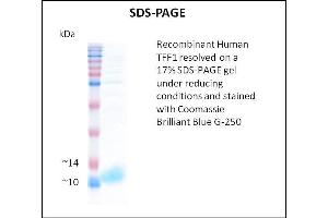 SDS-PAGE (SDS) image for Trefoil Factor 1 (TFF1) (Active) protein (ABIN5509512) (TFF1 蛋白)