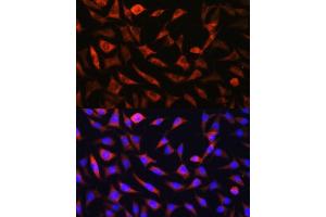 Immunofluorescence analysis of L929 cells using SLC25 antibody (ABIN7270436) at dilution of 1:100. (SLC25A22 抗体  (AA 128-188))