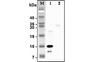 Western blot analysis of recombinant human CTRPs using anti-CTRP5 (human), pAb  at 1:4,000 dilution. (CTRP5 抗体)