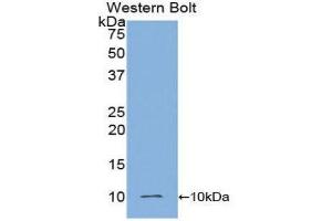 Western Blotting (WB) image for anti-Insulin (INS) (AA 90-110) antibody (ABIN1859459)
