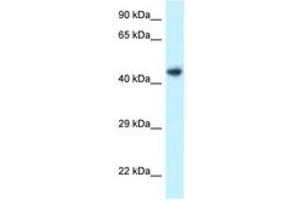 Image no. 1 for anti-Integrin-Linked Kinase-Associated Serine/threonine Phosphatase 2C (ILKAP) (AA 310-359) antibody (ABIN6747741)