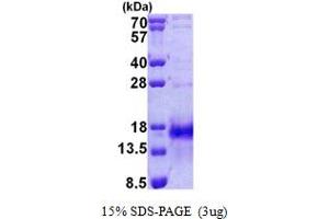 Immediate Early Response 3 (IER3) (AA 1-82) protein (His tag)