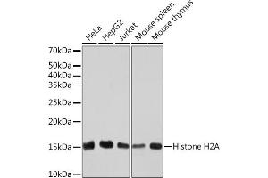 Western blot analysis of extracts of various cell lines, using Histone H2A Rabbit mAb (ABIN7267703) at 1:1000 dilution. (HIST1H2AE 抗体)