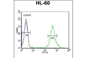 Flow cytometric analysis of HL-60 cells (right histogram) compared to a negative control cell (left histogram). (CRIP1 抗体  (C-Term))