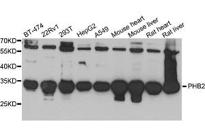 Western blot analysis of extracts of various cell lines, using PHB2 antibody (ABIN5972559) at 1/1000 dilution. (Prohibitin 2 抗体)