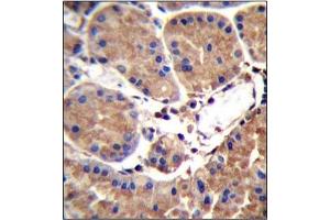 Immunohistochemistry analysis in Formalin Fixed, Paraffin Embedded Human stomach tissue stained with SAAL1 antibody (C-term) followed by peroxidase conjugation of the secondary antibody and DAB staining. (SAAL1 抗体  (C-Term))