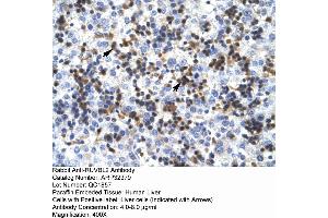 Human Liver (RUVBL2 抗体  (N-Term))