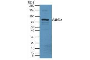 Detection of LOXL3 in Mouse Serum Tissue using Polyclonal Antibody to Lysyl Oxidase Like Protein 3 (LOXL3) (LOXL3 抗体  (AA 509-712))