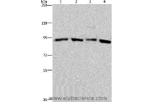 Western blot analysis of Hela and K562 cell, mouse brain tissue and 293T cell, using HSP90AA1 Polyclonal Antibody at dilution of 1:300 (HSP90AA2 抗体)