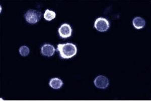 Immunofluorescent staining on HL60 cells. (SHP1 抗体  (AA 492-597))