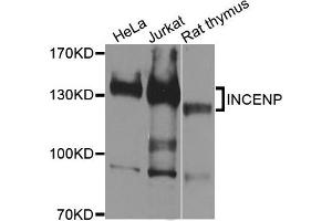 Western blot analysis of extracts of various cells, using INCENP antibody. (INCENP 抗体)