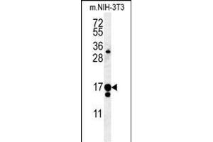 C14orf179 Antibody (Center) (ABIN651563 and ABIN2840304) western blot analysis in mouse NIH-3T3 cell line lysates (35 μg/lane). (IFT43 抗体  (AA 145-171))
