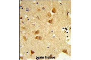 Formalin-fixed and paraffin-embedded human brain tissue reacted with DERL1 Antibody , which was peroxidase-conjugated to the secondary antibody, followed by DAB staining.