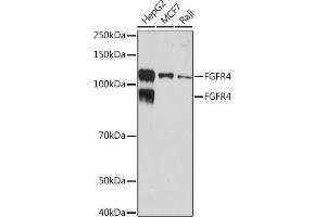 Western blot analysis of extracts of various cell lines, using FGFR4 Rabbit mAb (ABIN7267193) at 1:1000 dilution. (FGFR4 抗体)