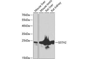 Western blot analysis of extracts of various cell lines, using GST antibody (ABIN6131964, ABIN6141463, ABIN6141464 and ABIN6223603) at 1:1000 dilution. (GSTa2 抗体  (AA 1-222))