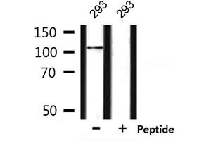 Western blot analysis of extracts from 293, using NRP1 Antibody. (Neuropilin 1 抗体)