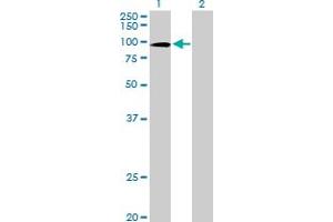 Western Blot analysis of ZNF43 expression in transfected 293T cell line by ZNF43 MaxPab polyclonal antibody. (ZNF43 抗体  (AA 1-803))