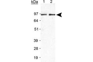 Western blot analysis of Ireb2 in Raw 264. (IREB2 抗体  (AA 100-200))