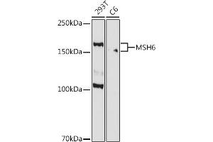 Western blot analysis of extracts of various cell lines, using MSH6 antibody (ABIN7268709) at 1:1000 dilution.