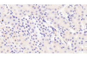 Detection of Raftlin in Mouse Kidney Tissue using Polyclonal Antibody to Raft Linking Protein (Raftlin) (RFTN1 抗体  (AA 207-451))