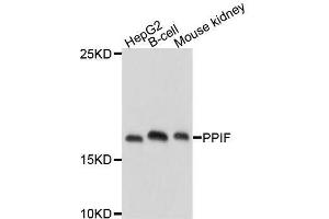 Western blot analysis of extracts of various cell lines, using PPIF antibody. (PPIF 抗体  (AA 30-207))