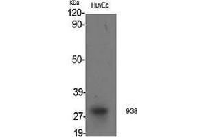 Western Blot (WB) analysis of specific cells using 9G8 Polyclonal Antibody. (SFRS7 抗体  (Internal Region))