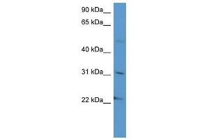 SCG3 antibody used at 0. (SCG3 抗体  (C-Term))