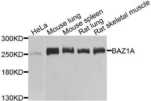 Western blot analysis of extracts of various cell lines, using BAZ1A antibody. (BAZ1A 抗体)