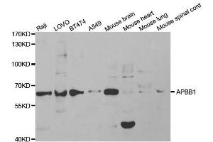 Western Blotting (WB) image for anti-Amyloid beta (A4) Precursor Protein-Binding, Family B, Member 1 (Fe65) (APBB1) antibody (ABIN1875421) (FE65 抗体)