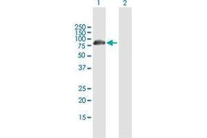 Western Blot analysis of DCP1B expression in transfected 293T cell line by DCP1B MaxPab polyclonal antibody.