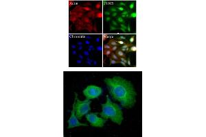 HeLa cells were stained with monoclonal anti-TYMS antibody (Green). (TYMS 抗体  (AA 1-313))