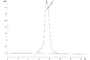 Size-exclusion chromatography-High Pressure Liquid Chromatography (SEC-HPLC) image for C-Type Lectin Domain Family 1, Member A (CLEC1A) (AA 73-269) protein (Fc Tag) (ABIN7274363)