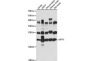 Western blot analysis of extracts of various cell lines, using BTF3 antibody (ABIN7265836) at 1:1000 dilution. (BTF3 抗体  (AA 50-150))