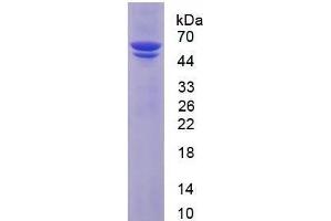 SDS-PAGE analysis of Human PDI Protein. (P4HB 蛋白)