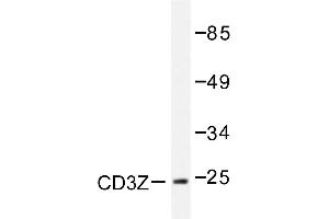Image no. 1 for anti-CD247 Molecule (CD247) antibody (ABIN272006) (CD247 抗体)