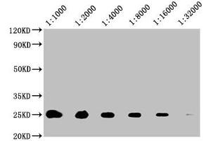 Western Blot Positive WB detected in: 20 μg A549 whole cell lysate All lanes: CD9 antibody at 1:1000, 1:2000, 1:4000, 1:8000, 1:16000, 1:32000 Secondary Goat polyclonal to mouse IgG at 1/50000 dilution Predicted band size: 25 KDa Observed band size: 25 KDa Exposure time: 5 min