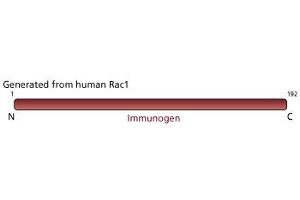 Image no. 3 for anti-RAC1 antibody (ABIN968089) (RAC1 抗体)
