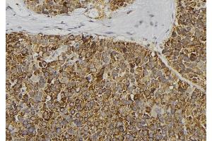 ABIN6279252 at 1/100 staining Human pancreas tissue by IHC-P. (CPB1 抗体  (C-Term))