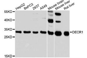 Western blot analysis of extracts of various cell lines, using DECR1 antibody (ABIN6292767) at 1:3000 dilution. (DECR1 抗体)