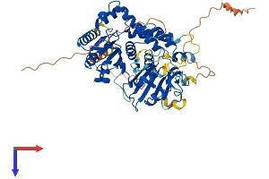 CDADC1 Protein (AA 1-523) (His tag)