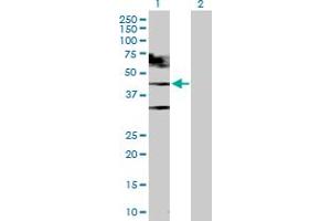 Western Blot analysis of TARDBP expression in transfected 293T cell line by TARDBP MaxPab polyclonal antibody. (TARDBP 抗体  (AA 1-414))